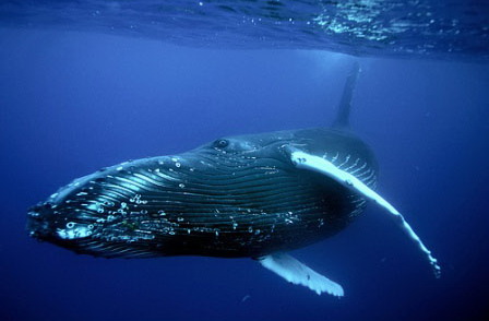 Синій кит